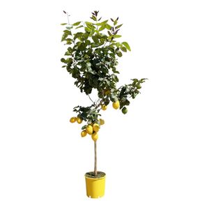 Trendyplants - Zitronenbaum - Gartenpflanze - Höhe 170-190 cm - Topfgröße Ø24cm - Citrus Lemon