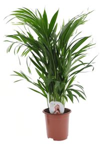 Plant in a Box - Dypsis Lutescens - Areca Goldfruchtpalme - Grüne Zimmerpflanze - Topf 17cm - Höhe 60-70cm