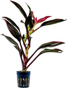 Terrarium Pflanze Cordyline red edge Paludarium Regenwald Pflanzen AquaOne 402T