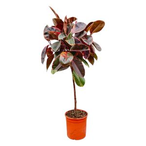 Trendyplants - Ficus Elastica Belize am Stamm - Gummibaum - Zimmerpflanze - Höhe 120-140 cm - Topfgröße Ø24cm