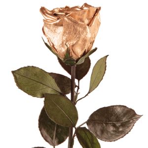Echte Rose mit Stiel 45-50cm lang haltbar 3 Jahre Infinity Rosen konserviert, gold