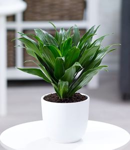 BALDUR-Garten Dracena "Compacta", 1 Pflanze,  Luftreinigende Zimmerpflanze, unterstützt das Raumklima, Drachenbaum Drachenlilie, sehr pflegeleichte Grünpflanze, mehrjährig - frostfrei halten