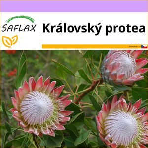 SAFLAX - královský protea - Protea cynaroides - 5 Semena