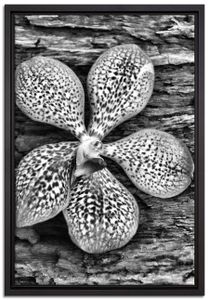 Orchidee Blüte auf Rinde Leinwandbild 60x40 cm im Bilderahmen / Wandbild  / Schattenfugenrahmen / Kein Poster
