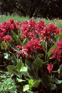 Kirschrote Canna (indisches Blumenrohr) 'Pfitzer's Cherry Red" (1 Rhizom)