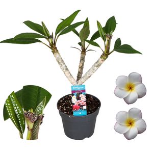 Plant in a Box - Plumeria Frangipani weiß - Hawaii - Tropische Zimmerpflanze - Stark duftende Blüten - Topf 17cm - Höhe 55-70cm