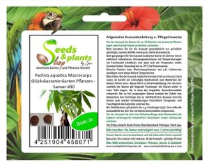 2x Pachira aquatica Macrocarpa Glückskastanie Garten Pflanzen - Samen #30