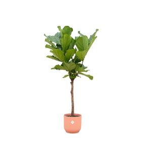 Trendyplants - Ficus Lyrata Stamm inklusive elho Vibes Fold Rund rosa - 160 cm - Ø30cm