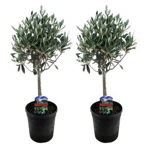 Plant in a Box - Olea Europaea - 2er Set - Olivenbaum echt - Topf 14cm - Höhe 50-60cm