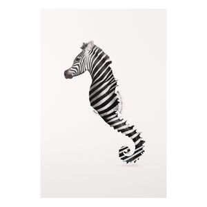 Forex Fine Art Print - Jonas Loose - Seepferdchen mit Zebrastreifen - Hochformat 3:2, Größe HxB:120cm x 80cm