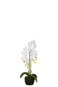 J-Line - Umelý kvet 'Orchidea' (biely, malý)