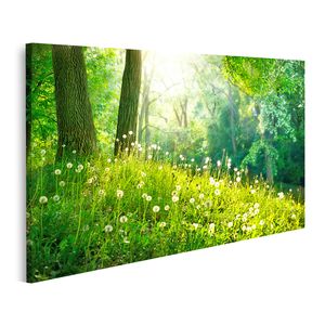 Leinwand-Bilder Wandbild Canvas Kunstdruck 100x50  Gras Natur 