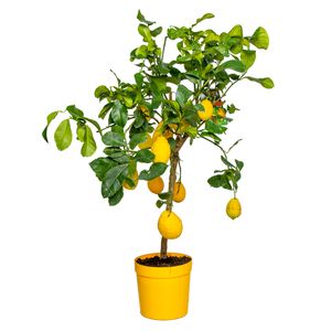 Citrus limon - Zitronenbaum - Obstbaum - Immergrün - ⌀21 cm - ↕70-80 cm