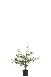 J-Line - Olivovník v kvetináči 'Olivia' (zelený, malý)