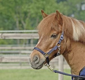 Busse Halfter HANSA navy, Busse_17_Groessen:Shetty