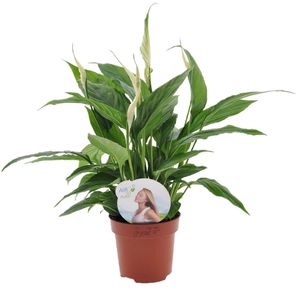 Spathiphyllum 'Torelli' - Einblatt - Topf 12cm - Höhe 30-45cm