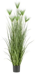 Cyperus longus Gras 180cm im Kunststofftopf 19,5x17,cm