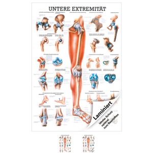 Untere Extremität Mini-Poster Anatomie 34x24 cm medizinische Lehrmittel