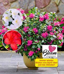 BALDUR-Garten Durchblühende Azaleen "Bloom Champion" 3 Farben;3 Pflanzen, Blütenmeer, Rhododendron winterhart, für Standort im Schatten geeignet, blühend, Azalea