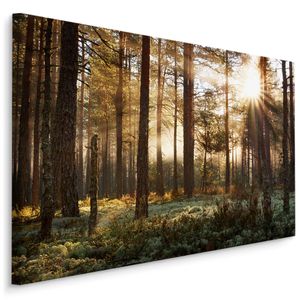 Fabelhafte Canvas LEINWAND BILDER 120x80 cm XXL Kunstdruck Natur Wald Bäume Sonne Gras