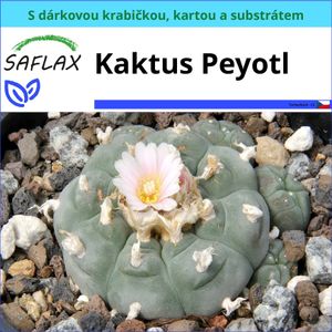 SAFLAX Dárková sada - Kaktus Peyotl - Lophophora williamsii - 20 Semena - S dárkovou krabičkou, přepravním štítkem, dárkovou kartou a pěstebním médiem