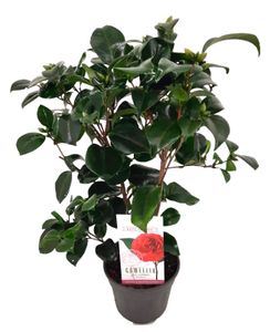Plant in a Box - Camellia japonica 'Lady Campbell' - Japanische Rose - Kamelie pflanze Winterhart - Topf 15cm - Höhe 50-60cm
