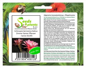 10x Echinopsis kermesina Kaktus Zimmer Garten Pflanzen - Samen B1395