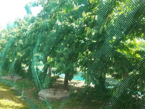 Laubschutznetz Gartennetz Teichnetz 2 x 10m Vogelschutznetz Obstbaumnetz Schutznetz grün 5 g/m²