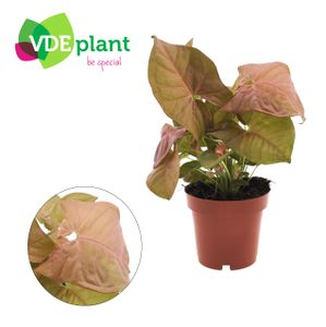Grünpflanze – Neon-Philodendron (Syngonium Neon) – Höhe: 25 cm – von Botanicly