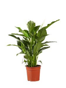 Zimmerpflanze von Botanicly – Einblatt – Höhe: 100 cm – Spathiphyllum Sweet Lauretta