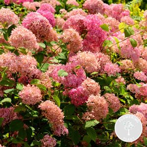 Hydrangea arborescens \'Pink Annabelle\' - Hortensie - Strauch - Winterhart – ⌀19 cm - ↕40-50 cm