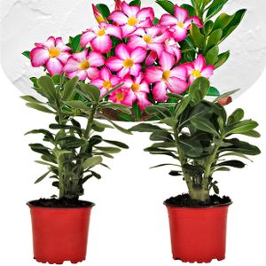 Plant in a Box - Adenium roseum - 2er Set - Wüstenrosen - Topf 10,5cm - Höhe 20-30cm - Zimmerpflanzen