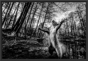 Lustiges Eichhörnchen steht im Wald, Monochrome im Schattenfugen Bilderrahmen / Format: 100x70 im Schattenfugen-Bilderrahmen / Kunstdruck auf hochwertigem Galeriekarton / hochwertige Leinwandbild Alternative