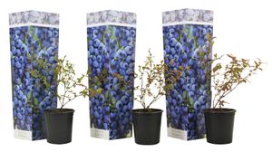 Preiselbeere 'Sonnenscheinblau' - 3er Set - Beerenpflanze - ⌀9cm - Höhe 25-40cm