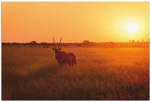 ARTland Wandbild Alu für Innen & Outdoor Oryxantilope im Sonnenaufgang Größe: 30x20 cm