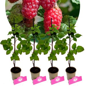 Set mit 4 Tayberry – Rubus Brombeere/Himbeere – Höhe 25 cm – 9 cm Topf
