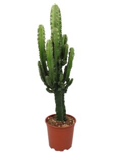 Feigenkaktus Kaktus von Botanicly Opuntia ficus indica 55 cm Höhe 