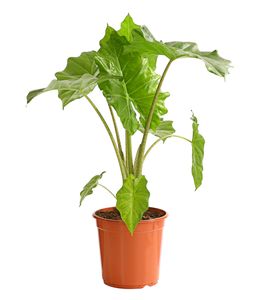 Dehner Pfeilblatt, Alocasia portodora, gewellte Blätter, ca. 80-85 cm, Ø Topf 24 cm, Zimmerpflanze