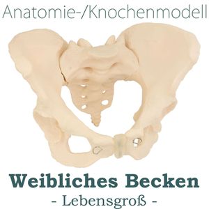 Anatomie Skelett Modell Lebensgroßes Anatomisches Modell des Weiblichen Beckens Pelvis Lebensgroß Knochenmodell MedMod
