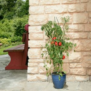 Tomaten-Spiralstab als Rankhilfe, verzinkt, 150cm