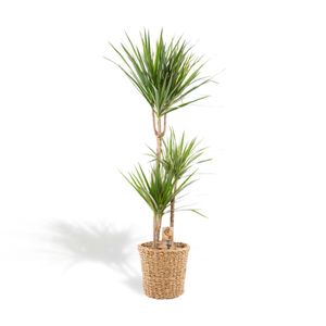 XXL Dracaena Marginata mit Korb - Drachenbaum - 120 cm hoch, ø21cm - Große Zimmerpflanze - Tropische Palme - Luftreinigend - Frisch aus der Gärtnerei