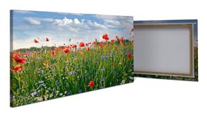 Leinwandbild Blumenwiese M0493 – 100x50cm