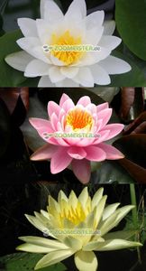 Seerosen-Set weiß / rosa / gelb 3 Stück winterhart - Rhizom, Teichpflanze