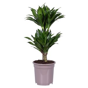 Dracaena deremensis Compacta - Roślina doniczkowa - ⌀17cm - W50 do 65 cm