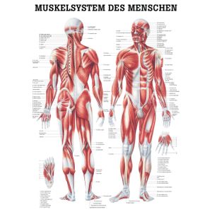 Muskelsystem Mini-Poster Anatomie 34x24 cm medizinische Lehrmittel