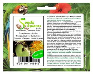 10x Conophytum calculus Zwergsukkulente Sukkulente Zimmer Pflanzen - Samen B1000