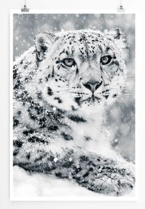 Anmutiger Schneeleopard schwarz weiß 60x90cm Poster
