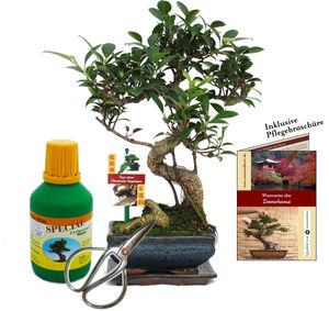 Zestaw upominkowy bonsai "Ficus" - figowiec chinski - ok. 6 lat - zestaw dla poczatkujacych