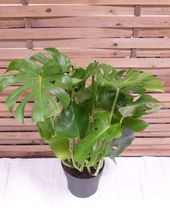 [Palmenlager] XL Monstera deliciosa - Fensterblatt - 90/100 cm - Pot 21 cm Ø - Zimmerpflanze