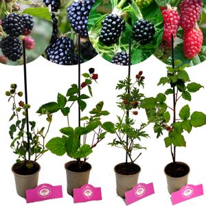 Set mit 4 Brombeeren – Rubus fruticosus – Schwarzer Satin, dornenloser Immergrüner Baum, Dreifachkrone, Taybeere – Höhe 25 cm – 9 cm Topf